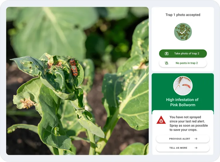 image showcasing the activities in pest identification