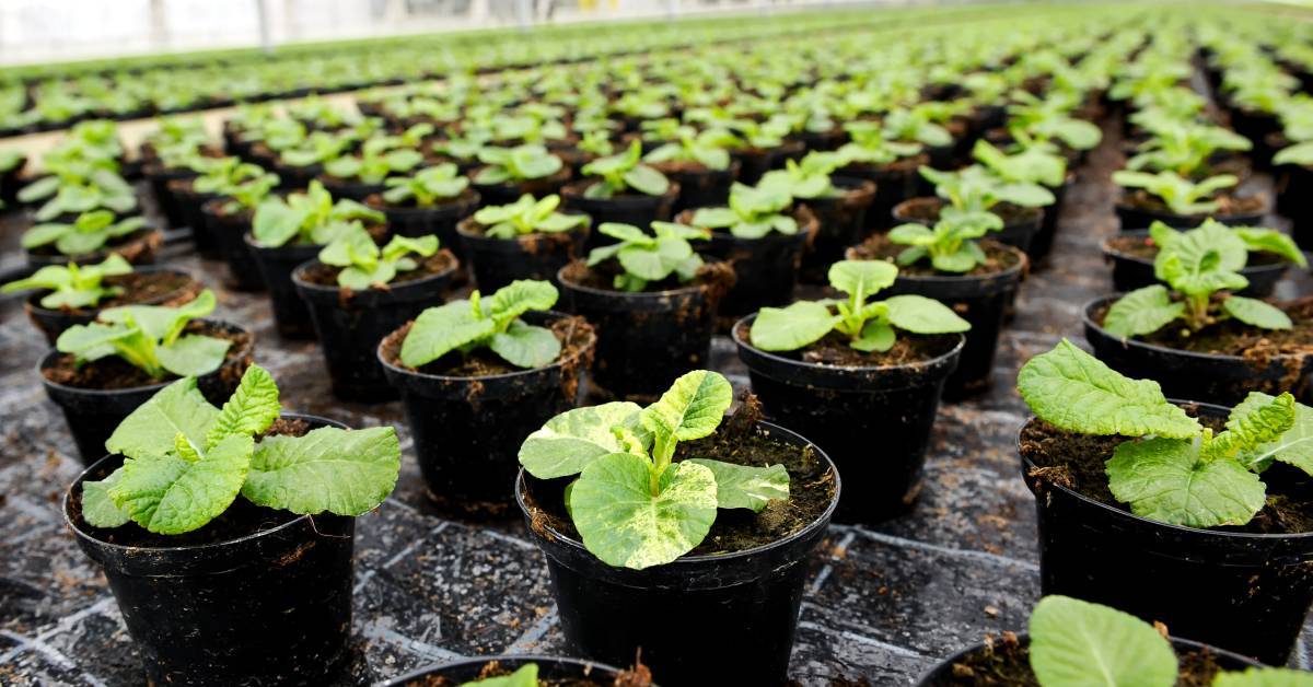 horticulture farming