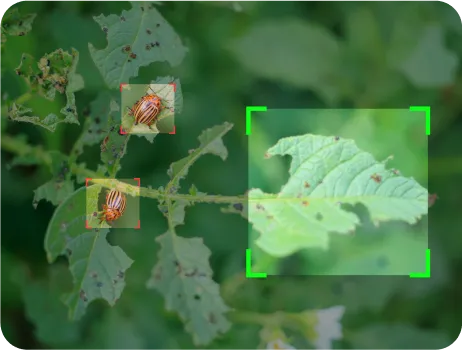 image of Disease and Pest Detection