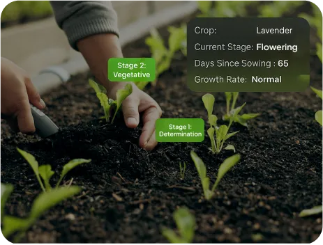 image of Growth Stage Monitoring