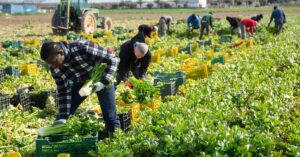 agriculture supply chain