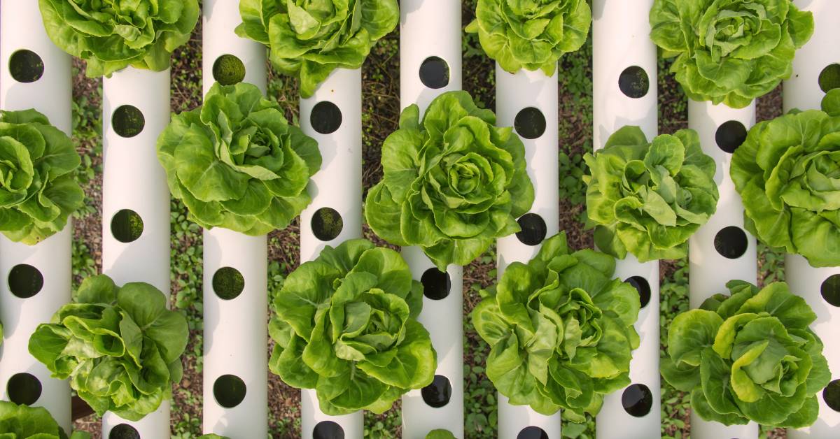 Hydroponic greenhouse