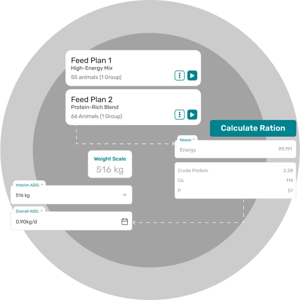 widget showcasing cattle ration balancing