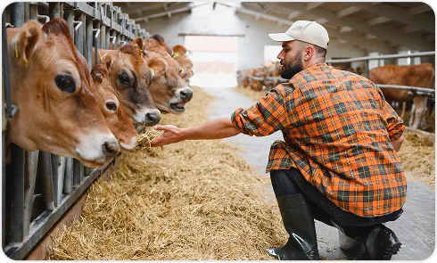image of Cattle Producers