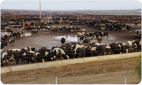 image of Feedlots