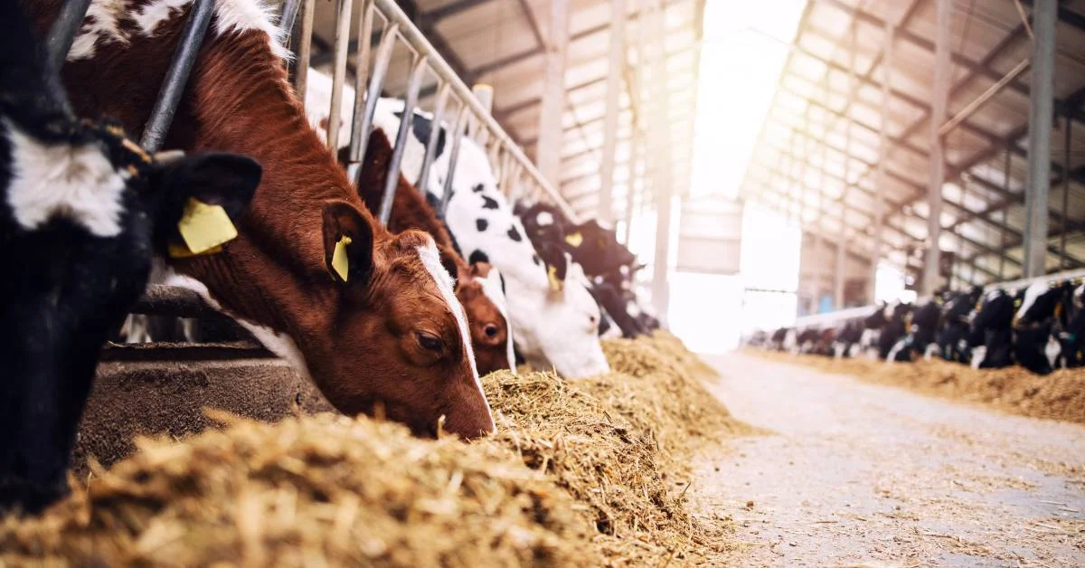 livestock feeding