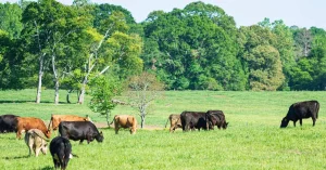 regenerative grazing