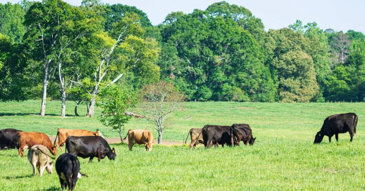 regenerative grazing