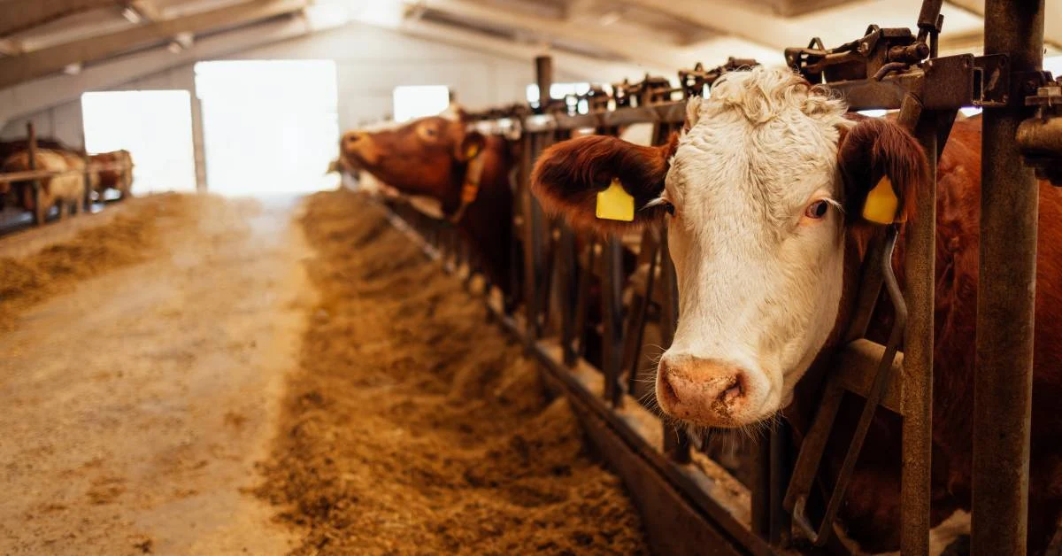 livestock-identification traceability systems