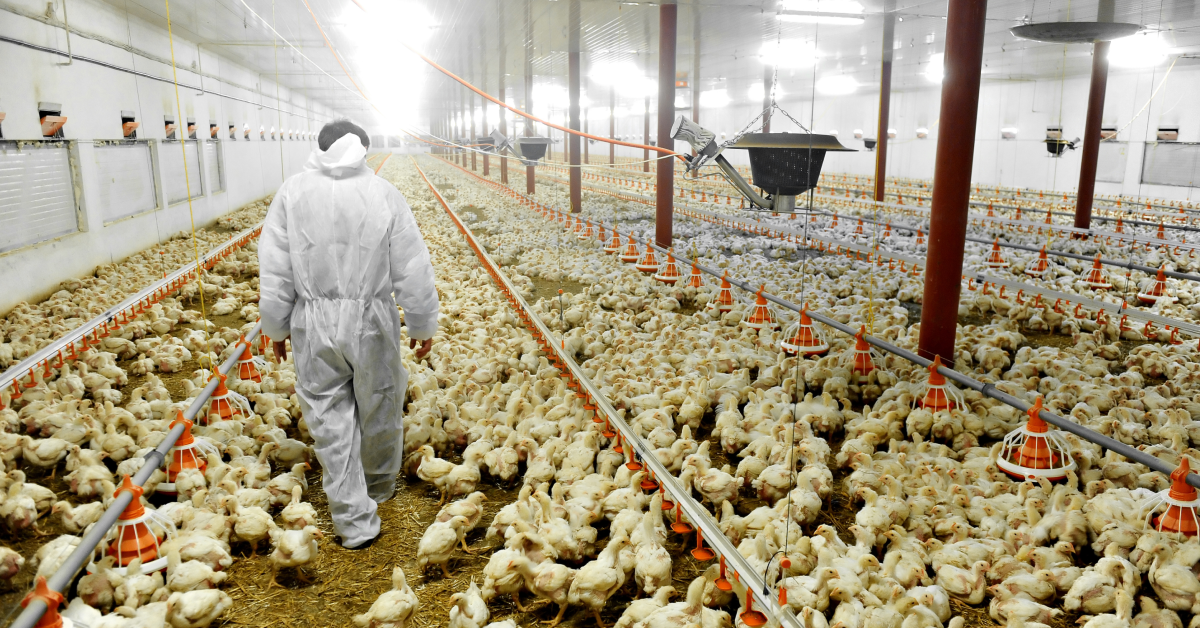 Broiler Chicken Farming