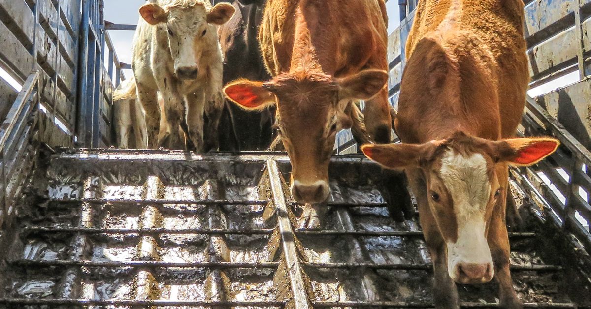 livestock transportation