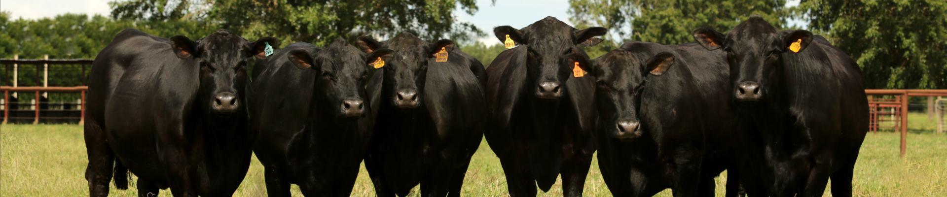 Black Cattle Breeds