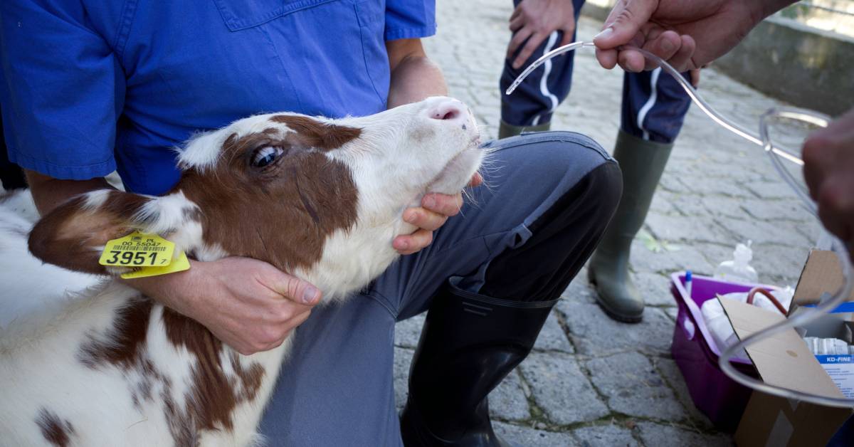 bovine respiratory disease