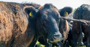 cattle fly control