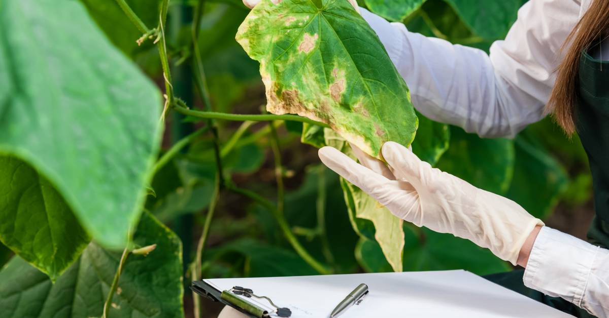 crop diseases