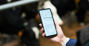 feedlot cattle