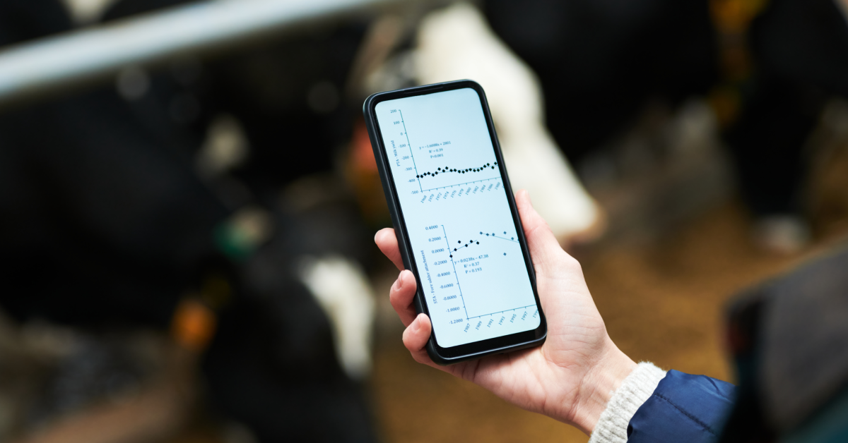 feedlot cattle