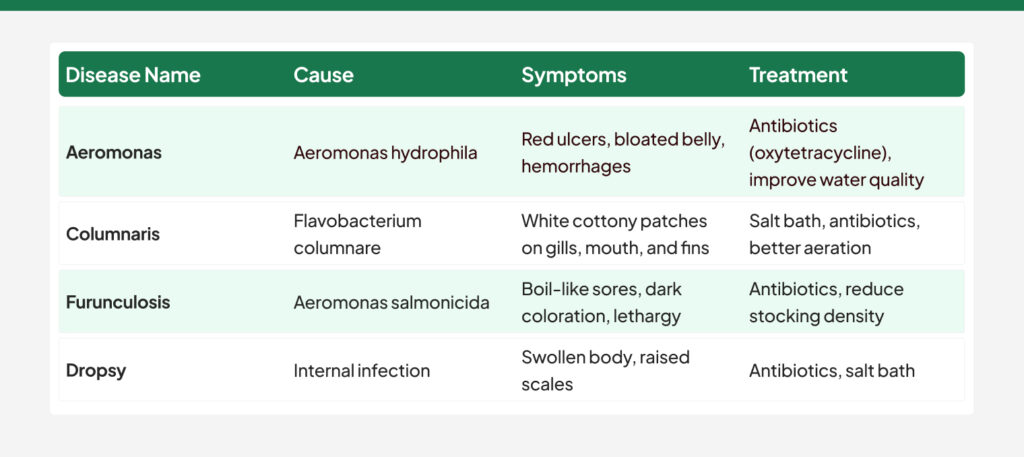 Bacterial Infections in fish diseases