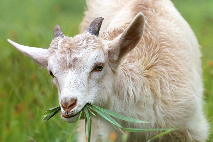 Goat