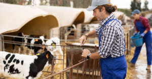 cattle breeding