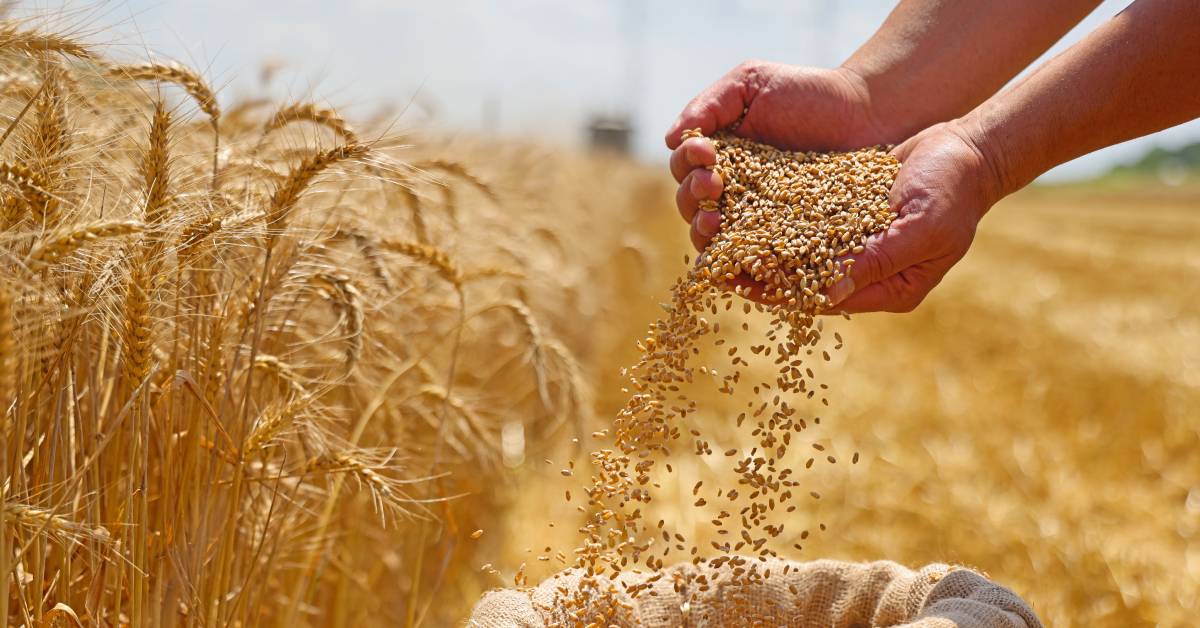 grain quality