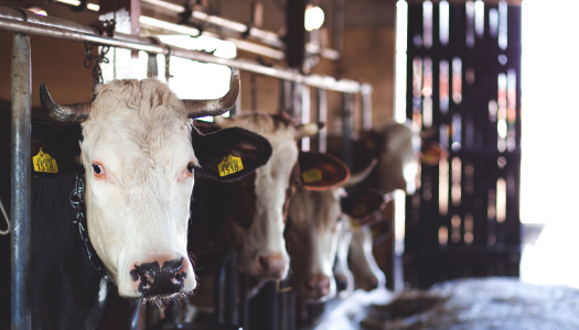 The Difference Between Grass-Fed and Grain-Fed Beef