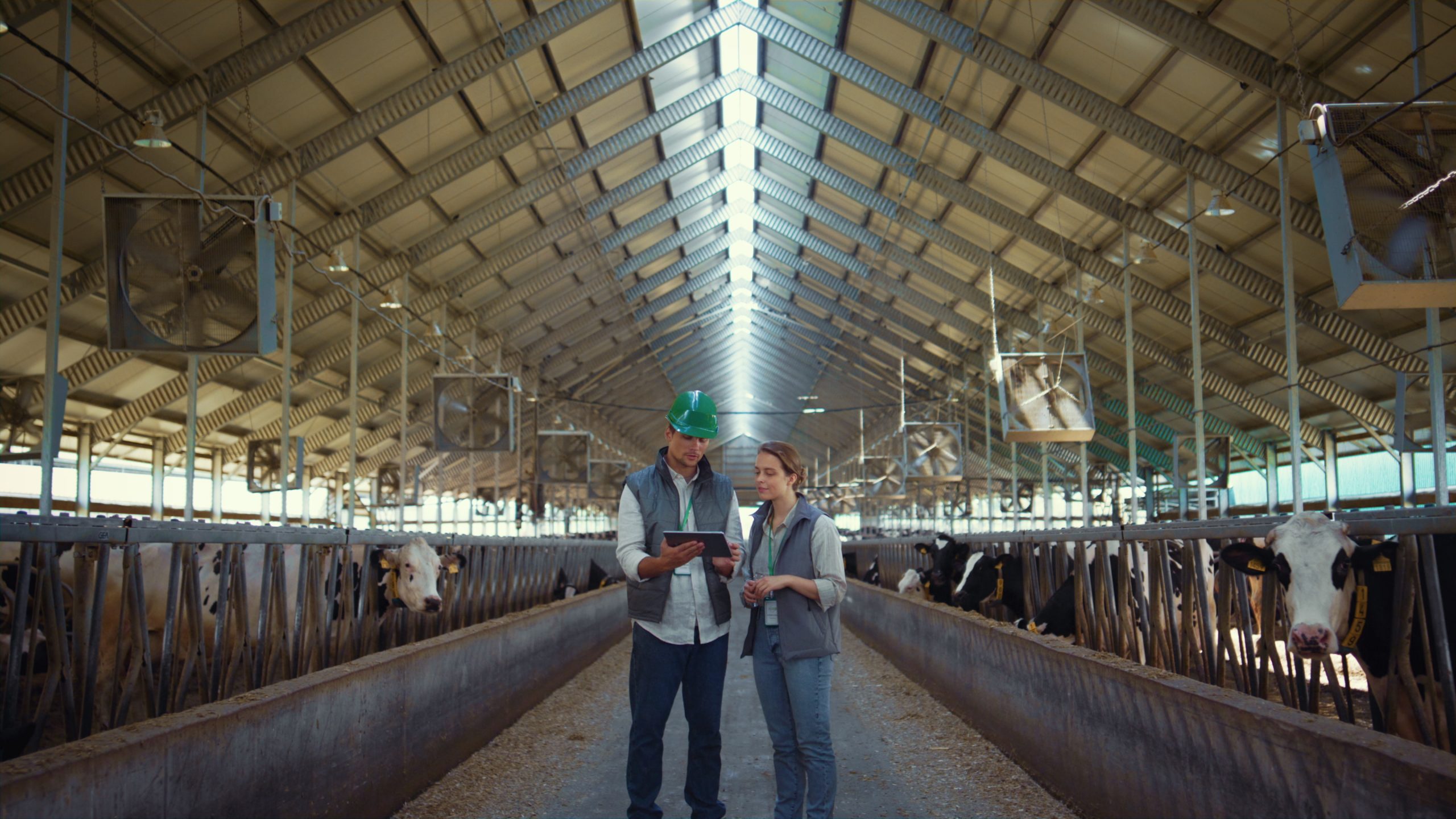 Operators in a feedlot operation