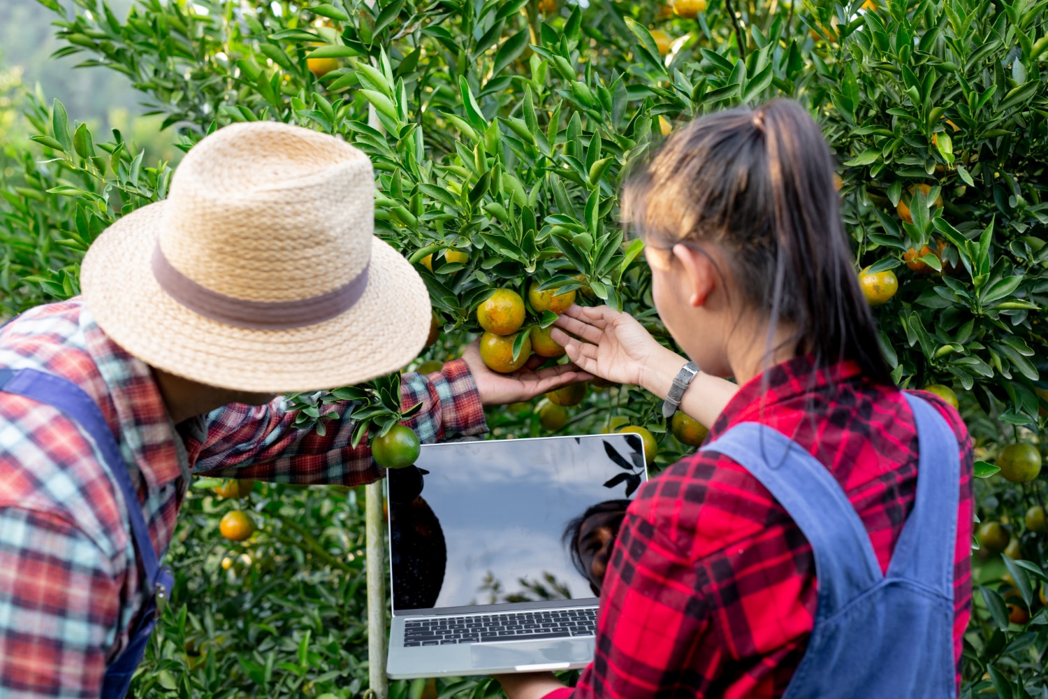How Effective Farm Data Management Leads to Successful Crop Yields