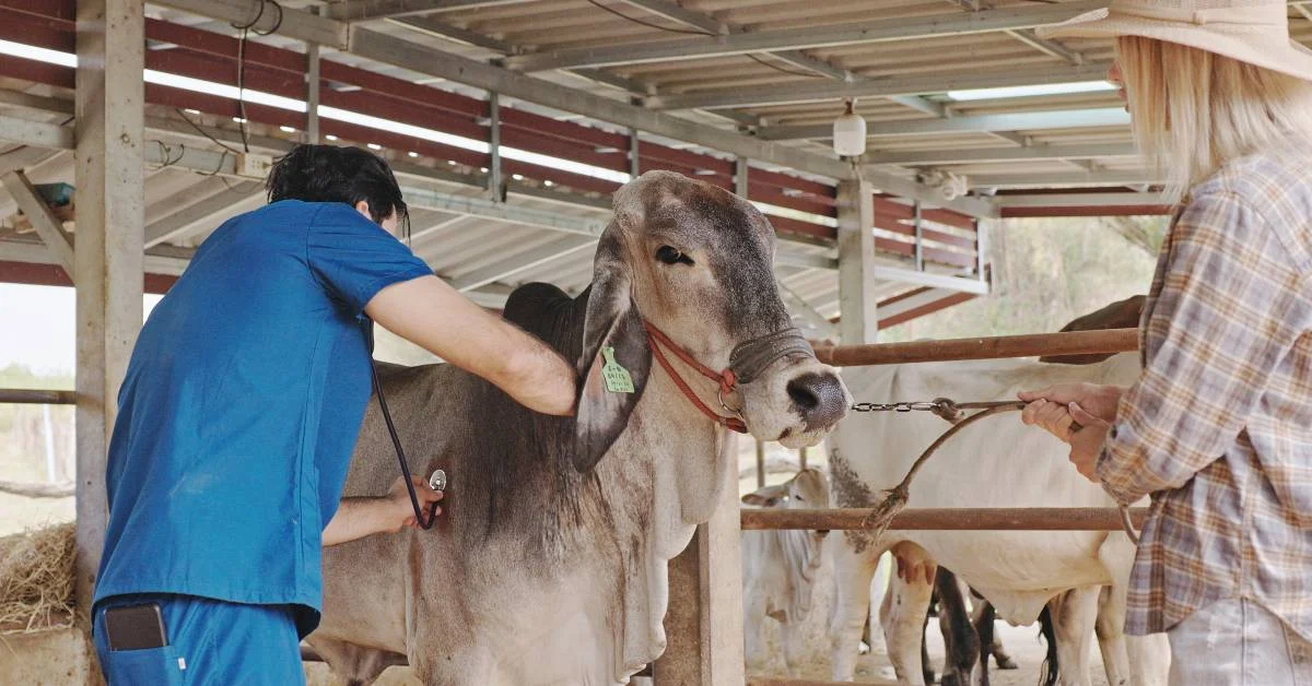 cattle breeding
