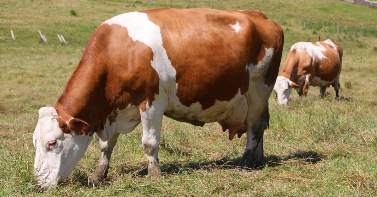 How Long are Cows Pregnant