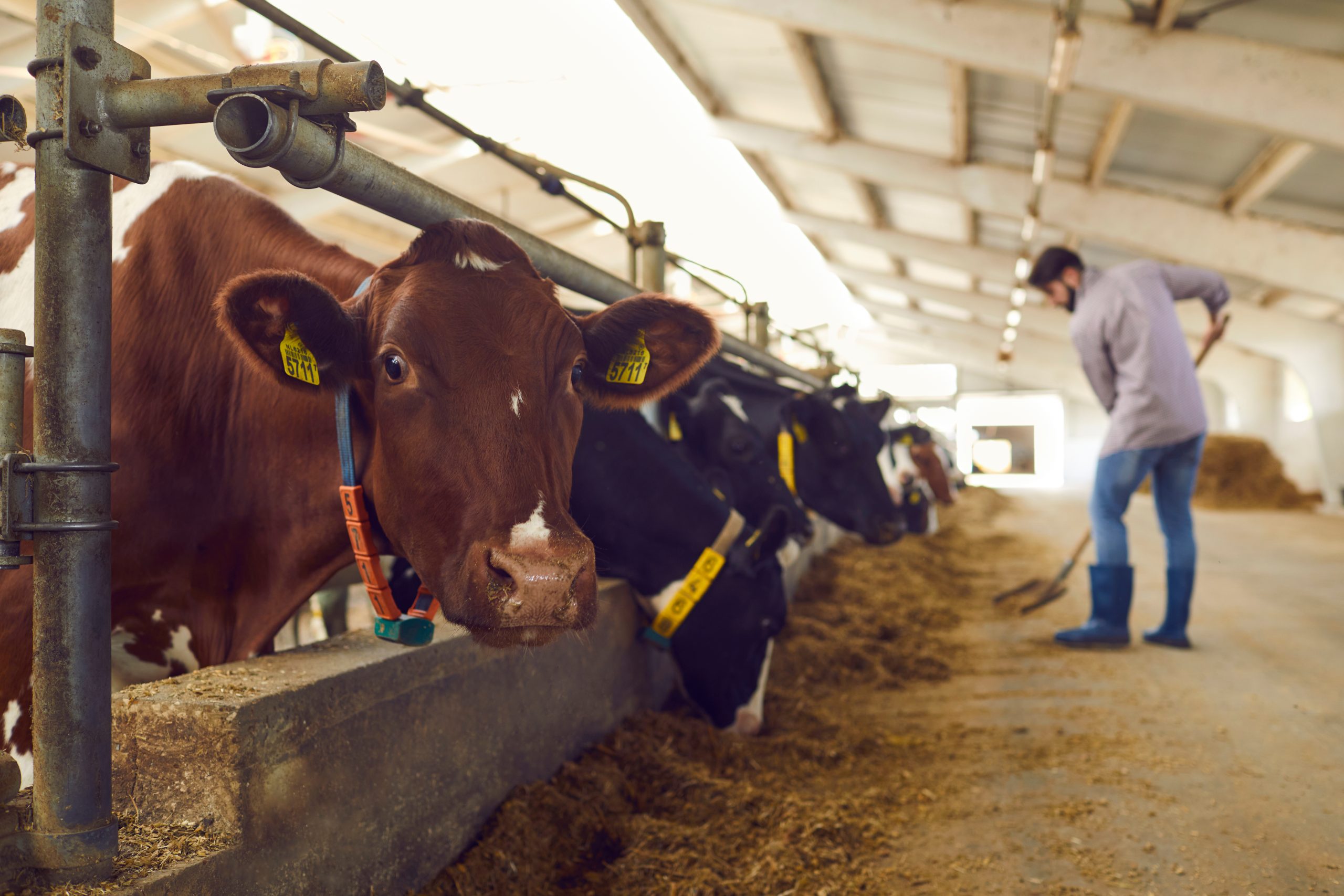 cattle farm
