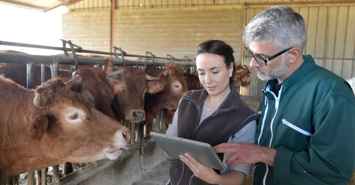 livestock breeding