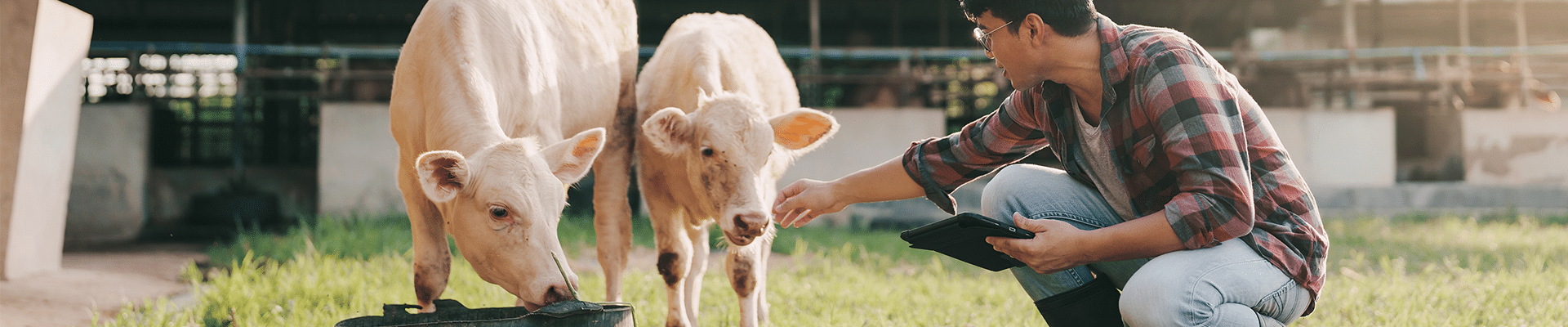 Livestock Management