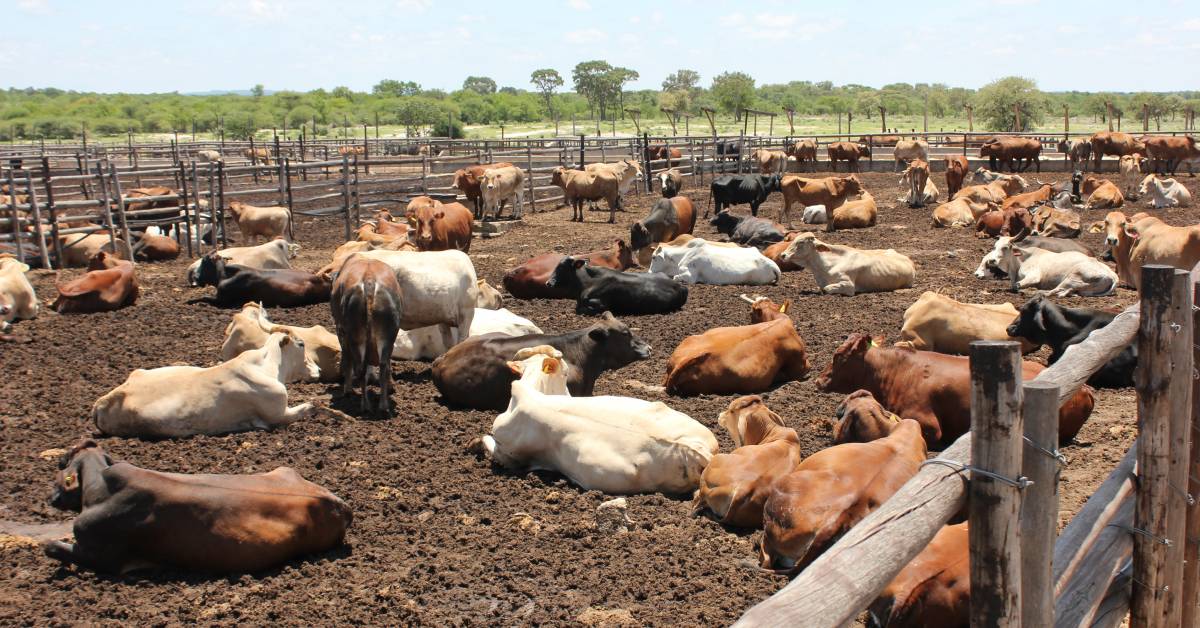 heat stress in cattle