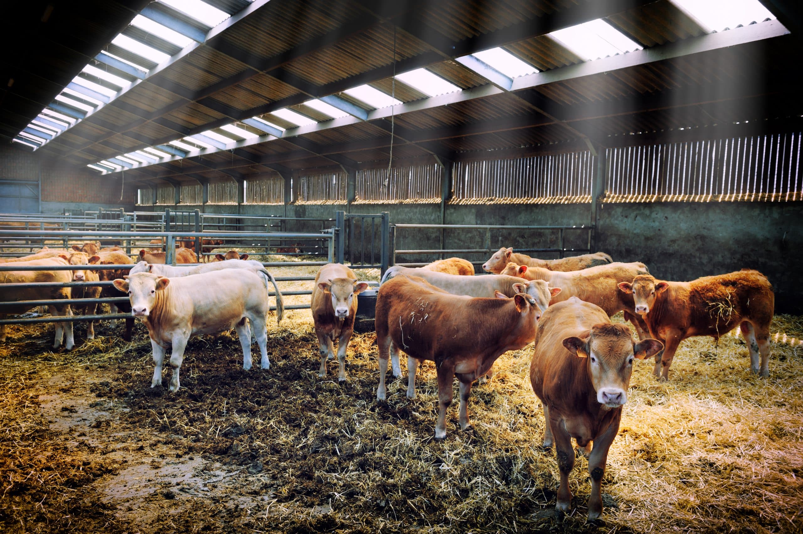 Beef Cattle Breeds