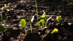 The Role of Growing Degree Units (GDUs)