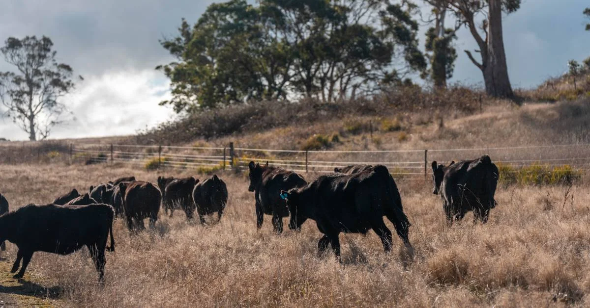 Rotational Grazing Schedule