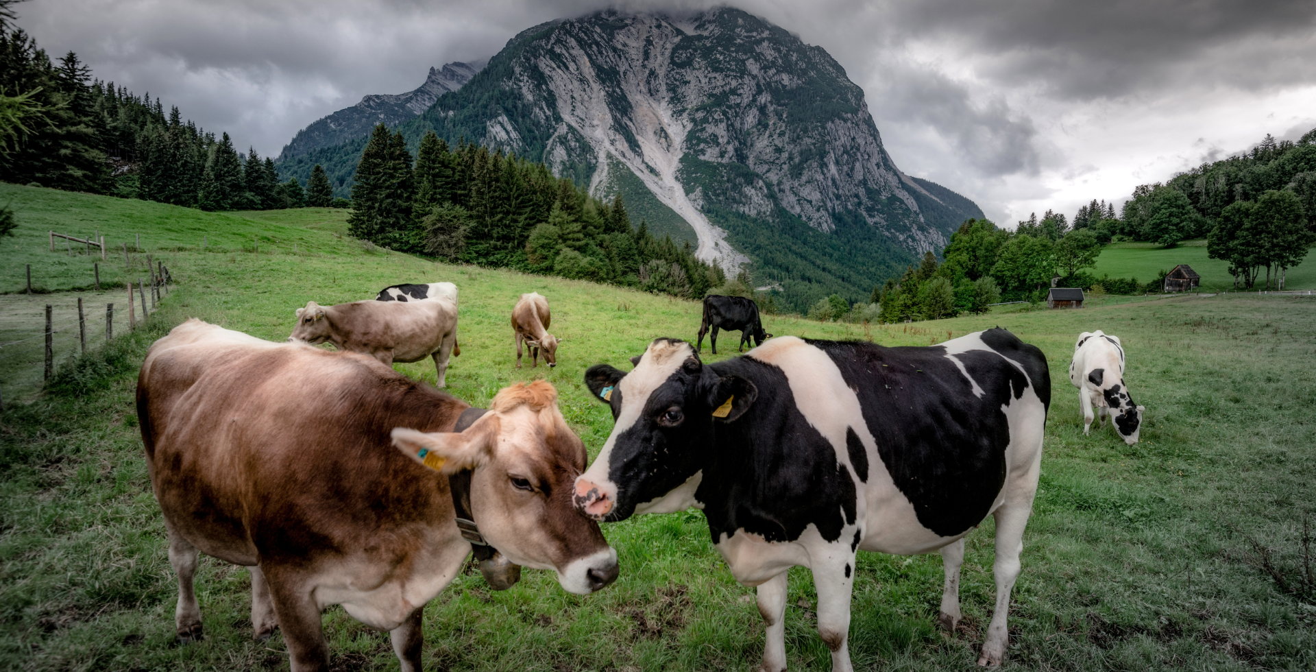 Cows in heat