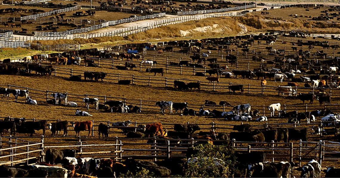 Raising Beef Cattle