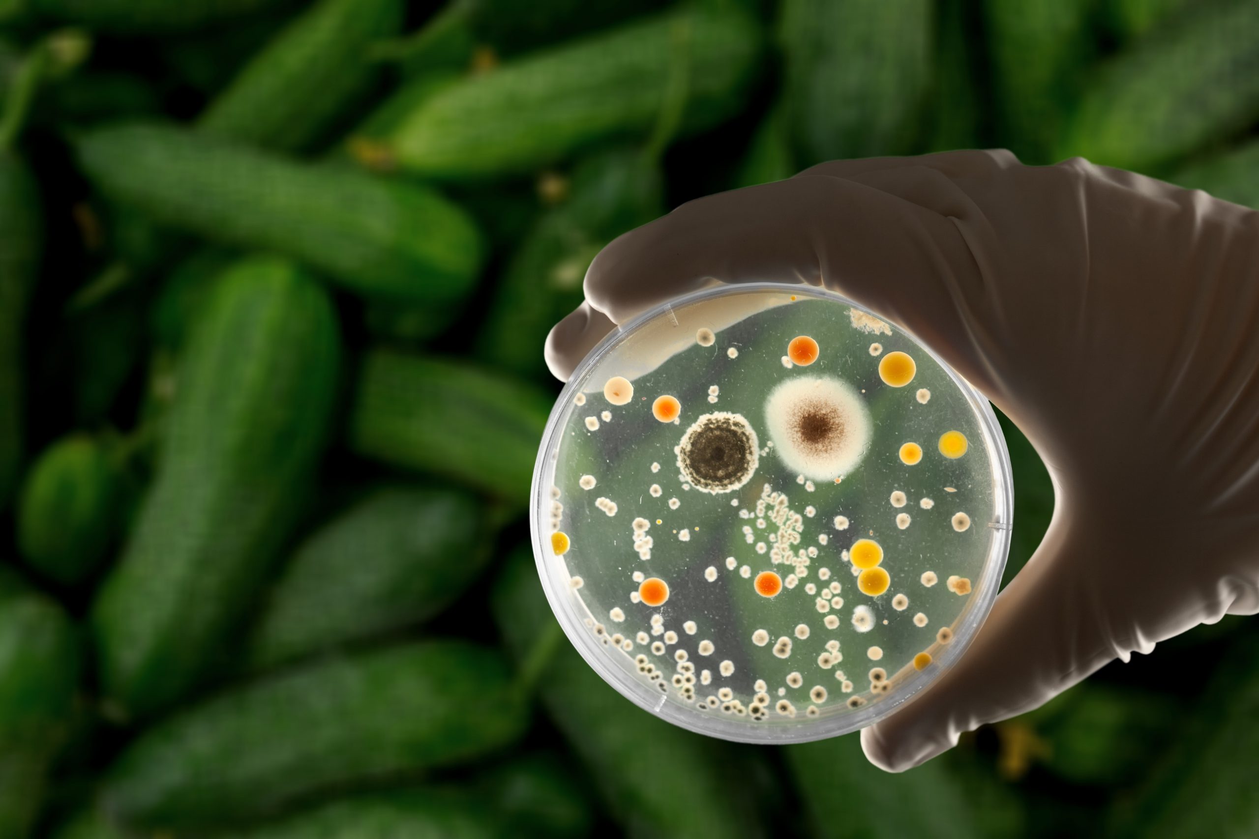food contamination