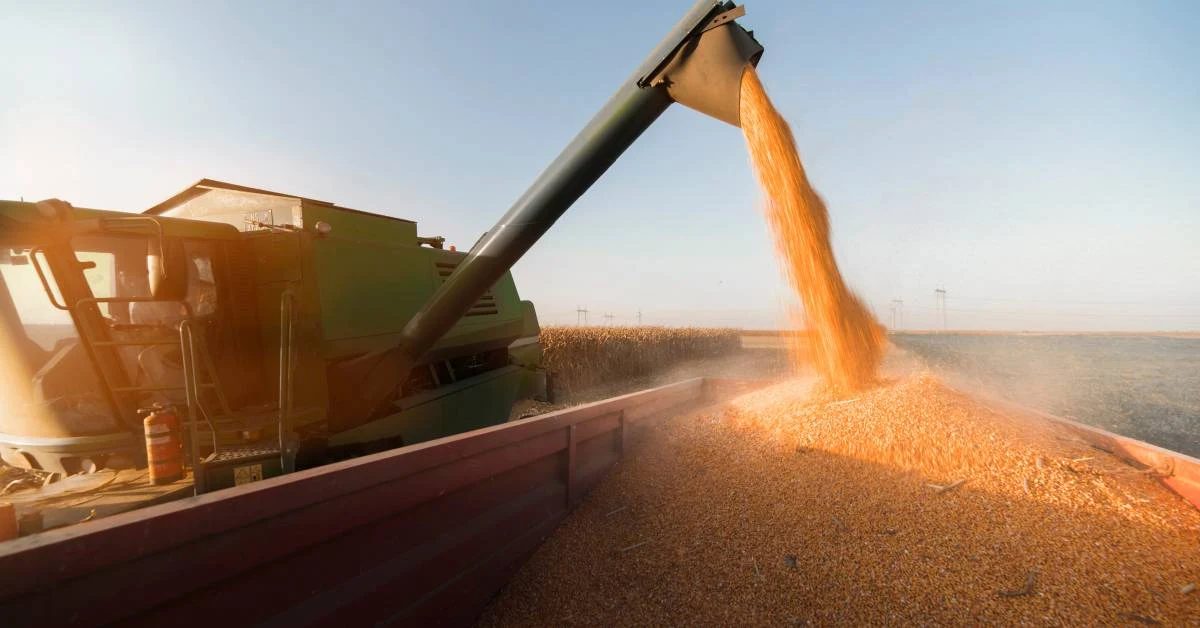 grain farming