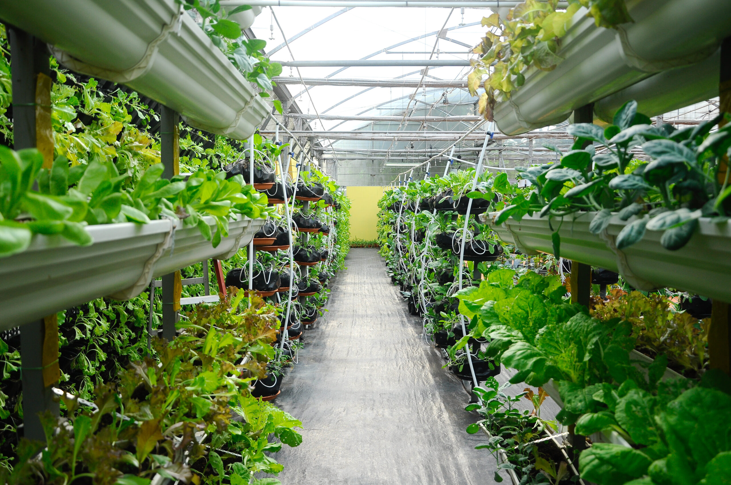 Fertigation Explained